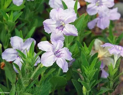 Ruellia humilis, Fringeleaf wild petunia