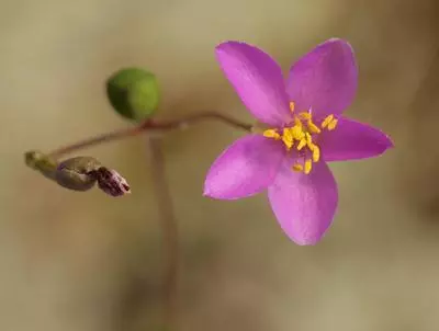 Piedmont flameflower